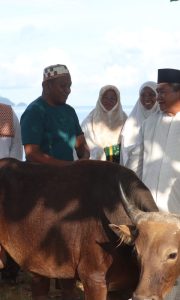 Sepuluh Sapi Kurban Disalurkan Pemda Taliabu ke Warga